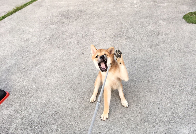 イヤでしっ!