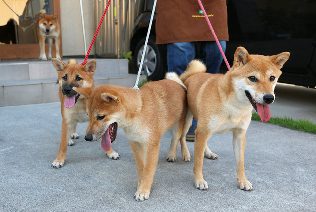 家族写真?