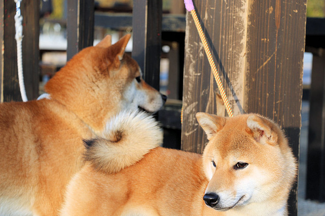 お堀を散歩
