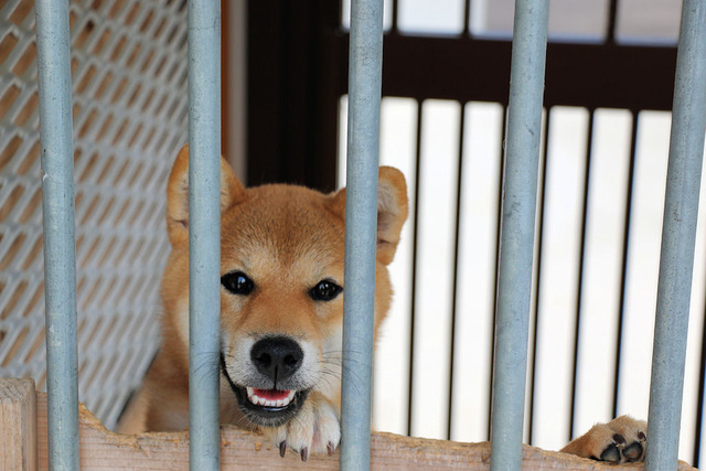 つくし我が家に来て1年
