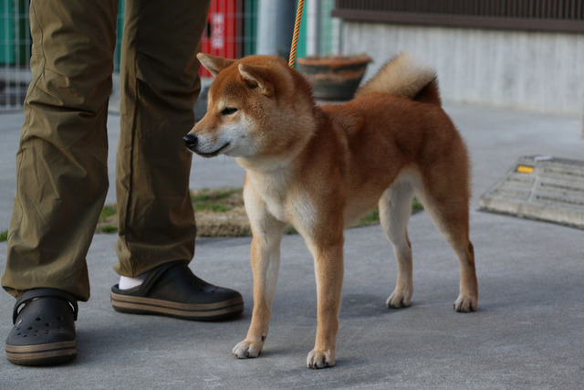 つくし我が家に来て1年