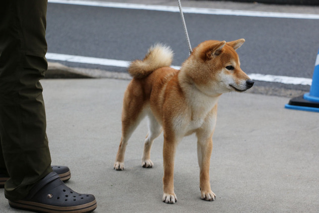 つくし我が家に来て1年