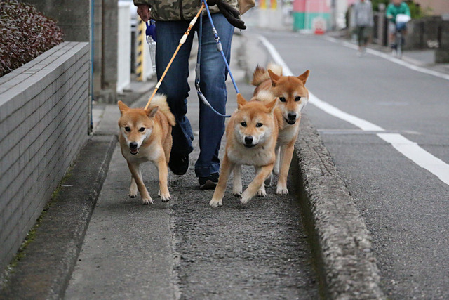 お散歩~♪