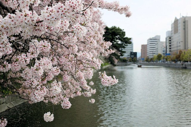 お堀の桜