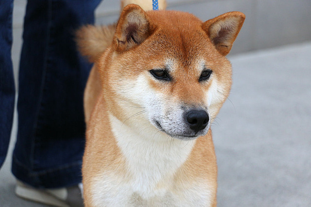 こてつ