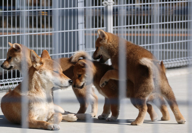 ぶんたんと子犬