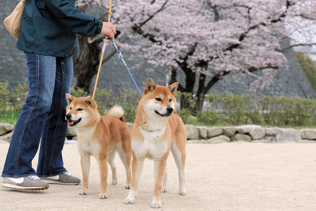 お花見散歩
