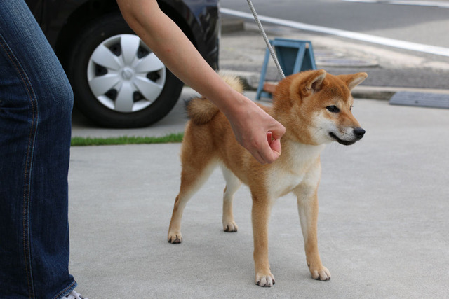 つくし我が家に来て1年