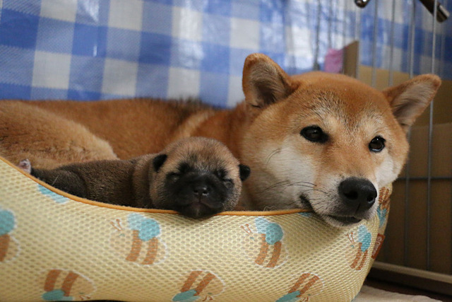 真似っこ❤