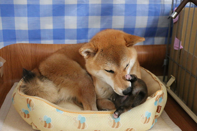お母さんしてる