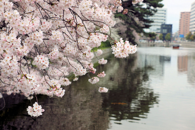 お花見散歩
