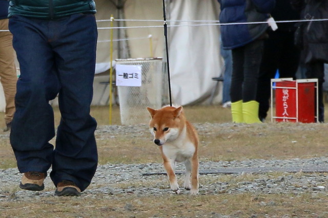 img2017-11-19-009
