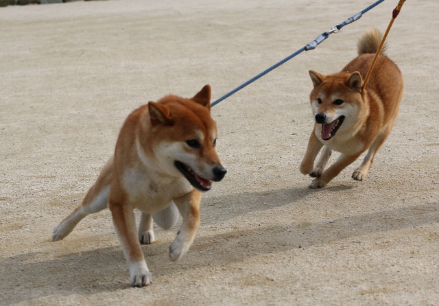 まて―!