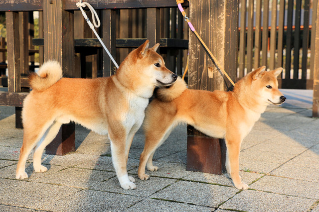 お堀を散歩
