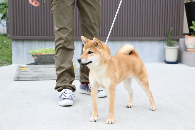 つくし我が家に来て1年