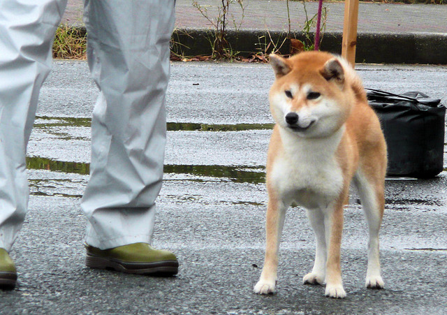 夏美号1審