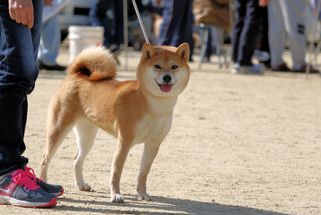 こばこさん