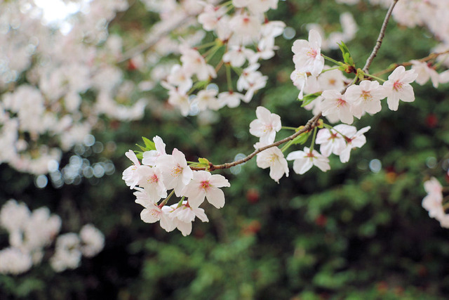お花見散歩