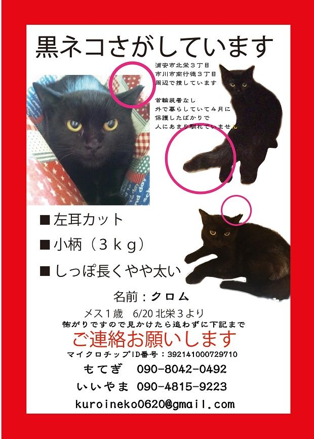 迷い猫クロム620×867
