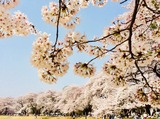 木下で