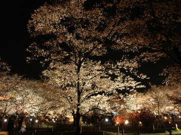 京都府立植物園の夜桜
