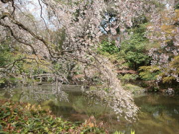 京都御苑近衛池の桜