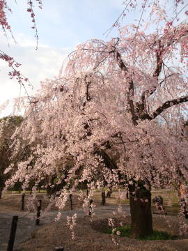 京都府立植物園の枝垂れ桜