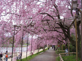 半木の道紅枝垂れ桜