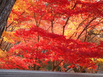 もみじの永観堂