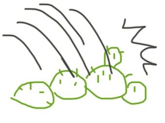 サボテン