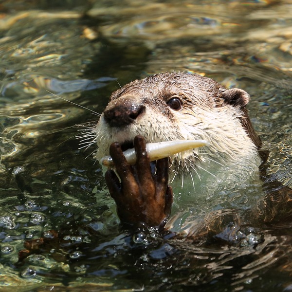 26_のいち動物公園_クラ_R5D_2172