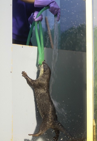 Forum Image: http://livedoor.blogimg.jp/kotsume_fn2/imgs/0/9/09f94f66.jpg