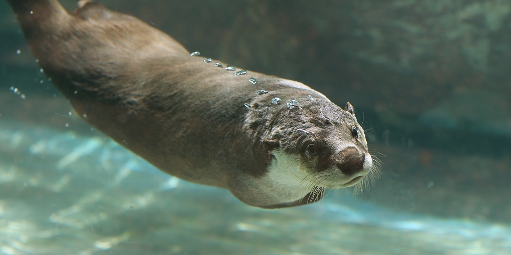 26_のいち動物公園_ソラ_H1DX0592