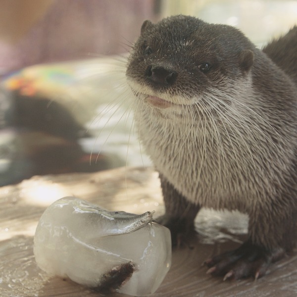 Forum Image: http://livedoor.blogimg.jp/kotsume_fn2/imgs/1/0/102884b3-s.jpg