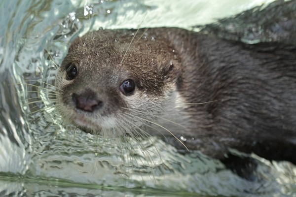 のいち_コツメカワウソ_ハル_20111029_03