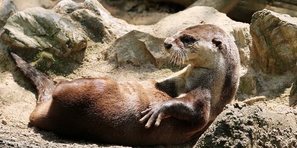 26_のいち動物公園_ソラ_R5D_2307