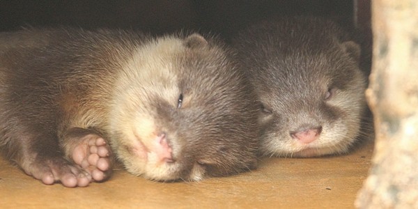 Forum Image: http://livedoor.blogimg.jp/kotsume_fn2/imgs/2/8/280e5da2.jpg