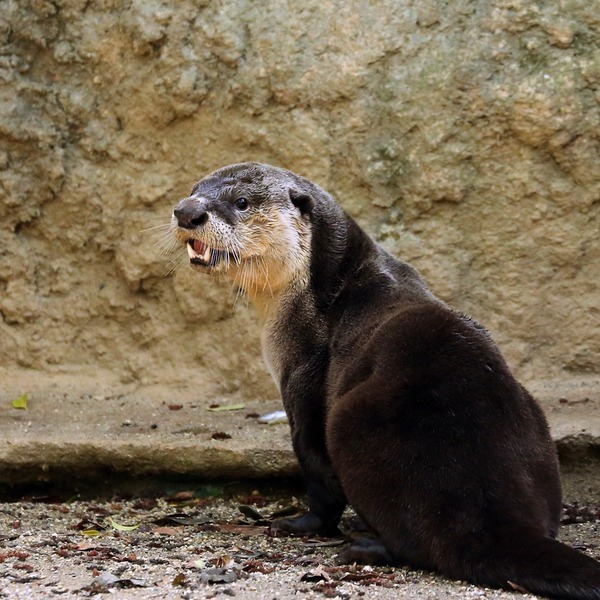 26_のいち動物公園_ソラ_R5D_2239