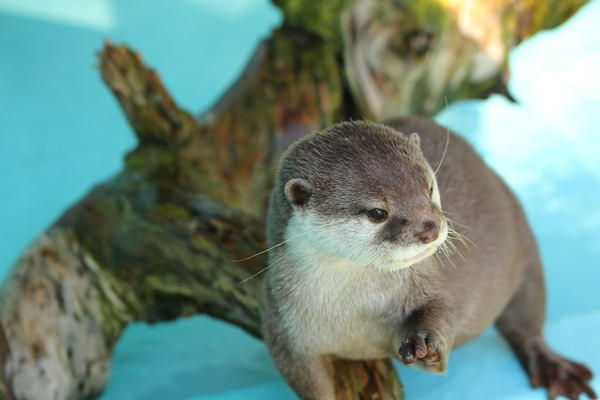 桂浜_コツメ_コウメ_20111224_02