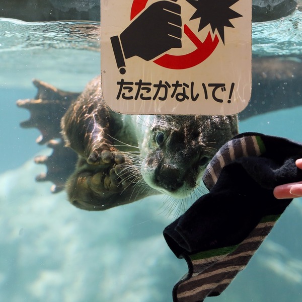 26_のいち動物公園_ソラ_R5D_2574