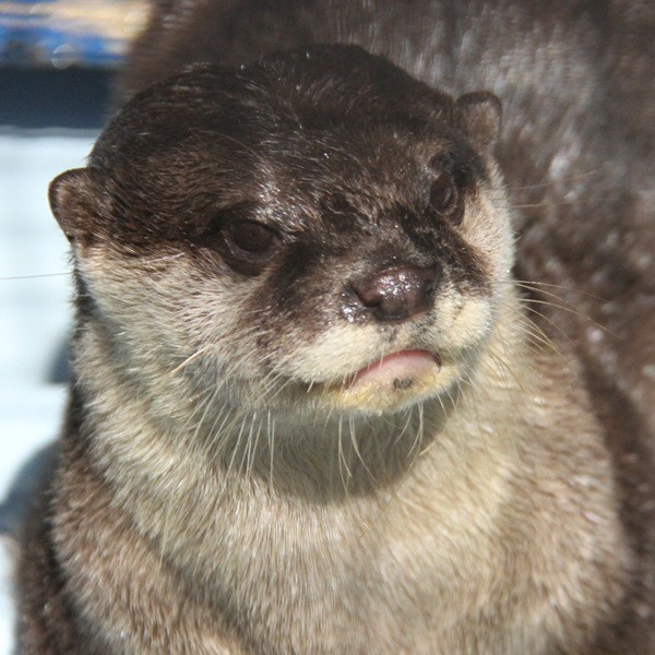 桂浜水族館_コツメカワウソ_20110409_テン_2331