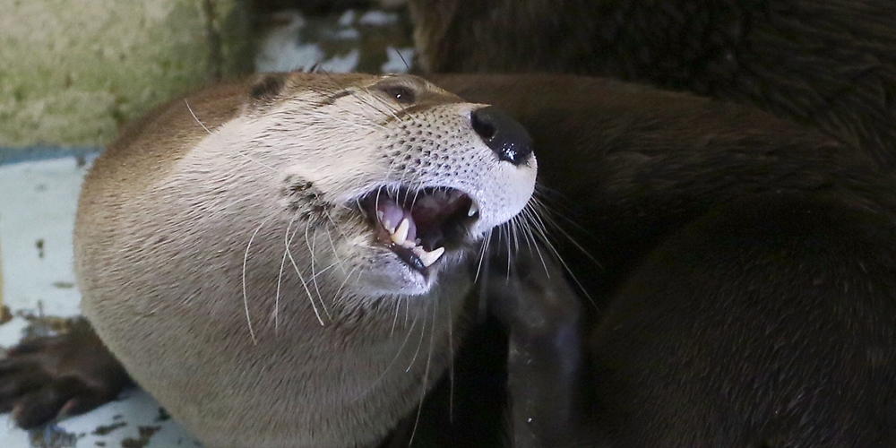 カナダカワウソR5D_7536
