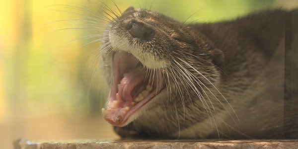 Forum Image: http://livedoor.blogimg.jp/kotsume_fn2/imgs/3/5/357b4a4f-s.jpg