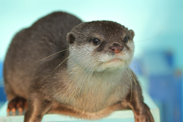 桂浜_コツメ_コウメ_20111224_08