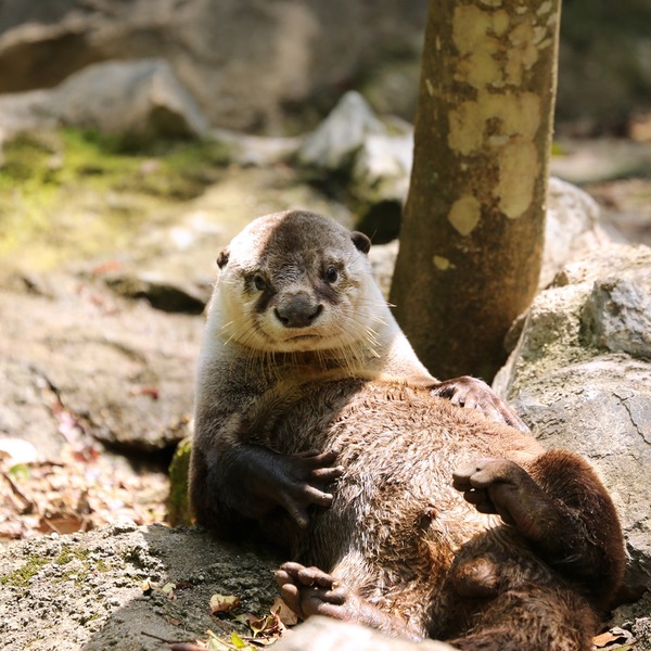 27_のいち動物公園_ソラ_H1DX1338