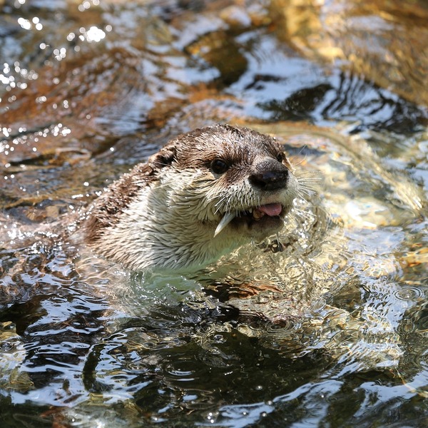 27_のいち動物公園_クラ_H1DX0224