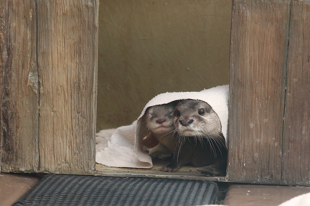 Otter and her pup share a Blanket r Otters