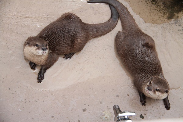 アドベン_コツメカワウソ_20110702_ポンカンハッサク_2011