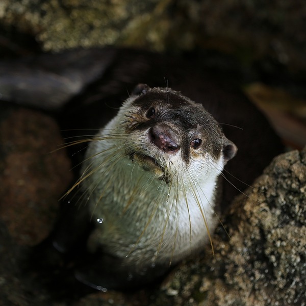 26_のいち動物公園_ララ_H1DX0796