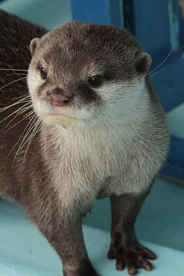 桂浜_コツメ_コウメ_20111224_17